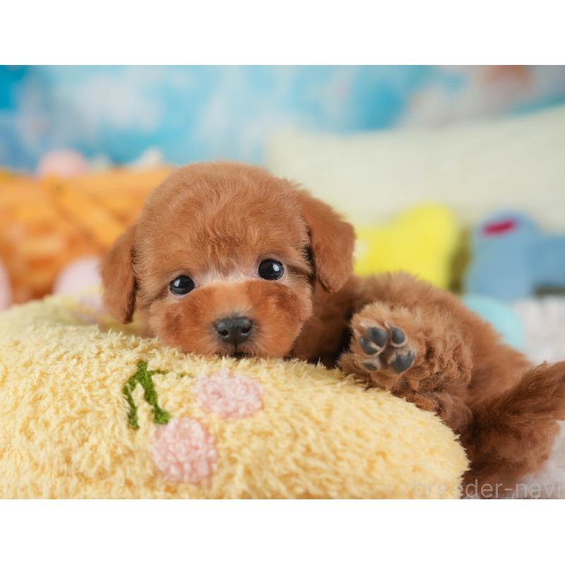 販売中の埼玉県のタイニープードル-446503の11枚目