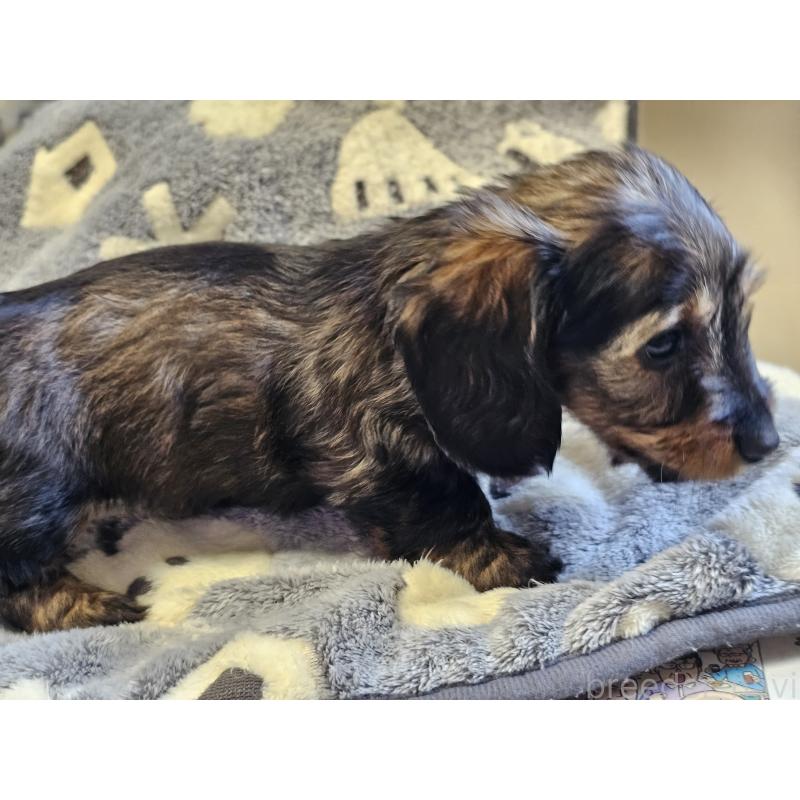 販売中の愛知県のミニチュアダックスフンド(ワイヤーヘアード)-445483の6枚目