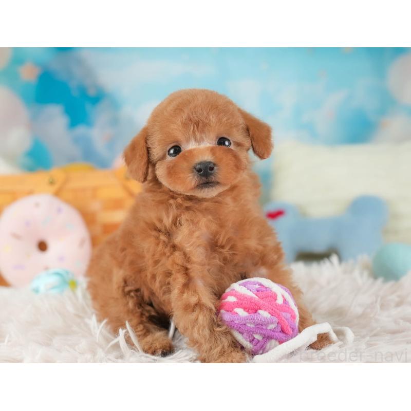 販売中の埼玉県のタイニープードル-446503の9枚目