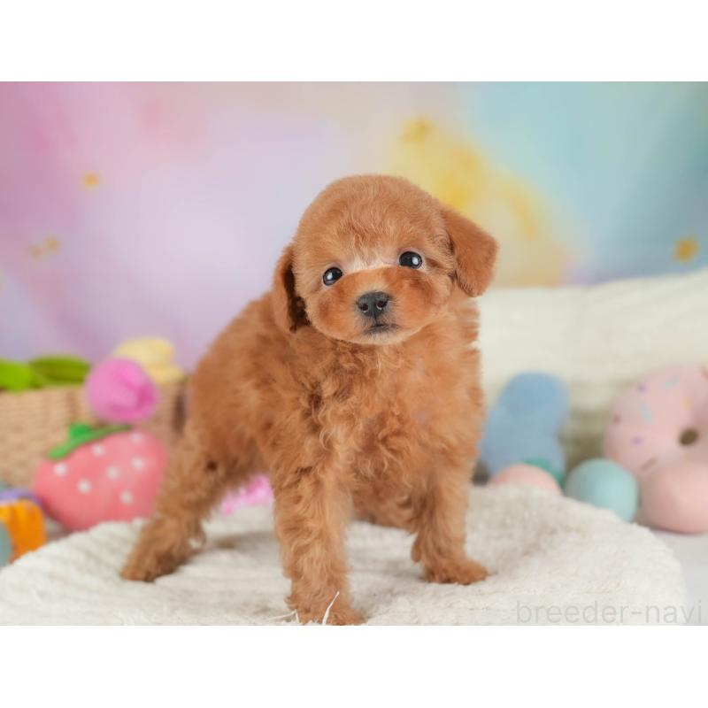 販売中の埼玉県のタイニープードル-446503の8枚目