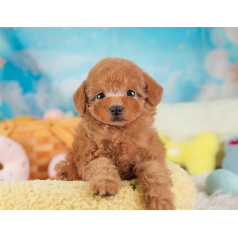 販売中の埼玉県のタイニープードル-446503の7枚目