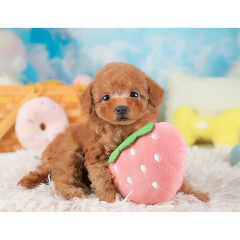 販売中の埼玉県のタイニープードル-446503の6枚目