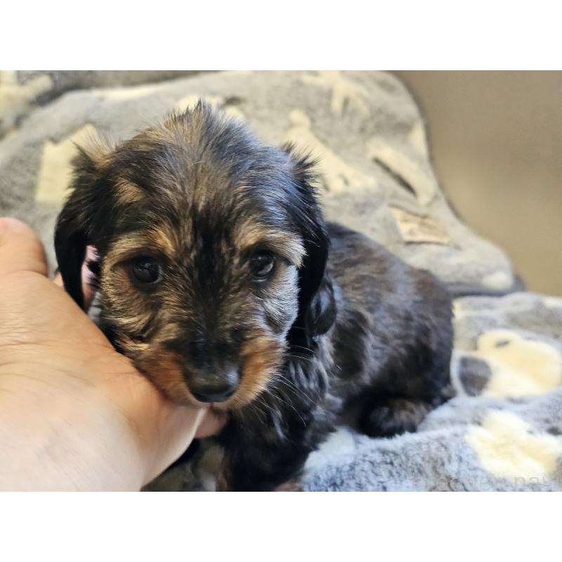 販売中の愛知県のミニチュアダックスフンド(ワイヤーヘアード)-445483の5枚目