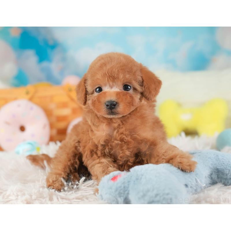 販売中の埼玉県のタイニープードル-446503の5枚目