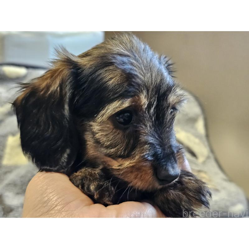 販売中の愛知県のミニチュアダックスフンド(ワイヤーヘアード)-445483の4枚目