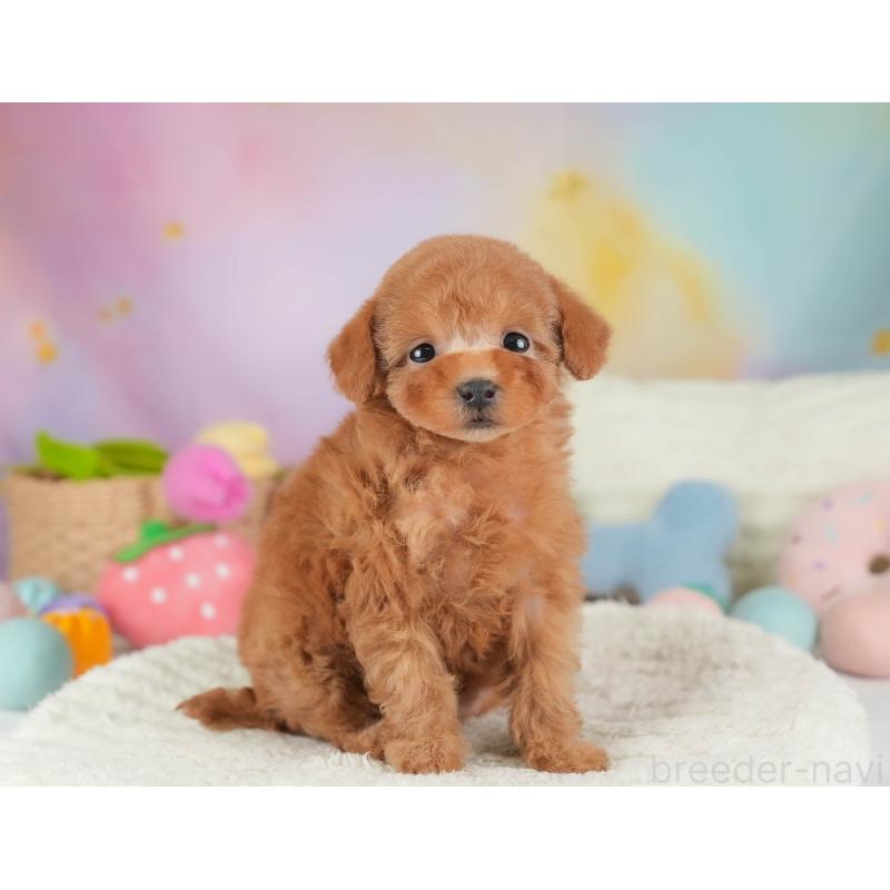 販売中の埼玉県のタイニープードル-446503の4枚目