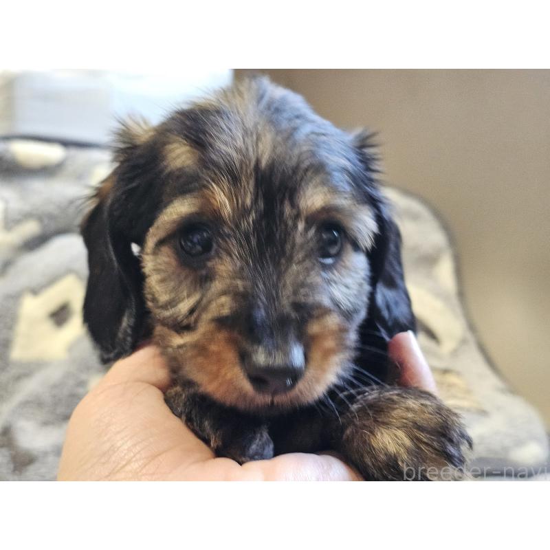 販売中の愛知県のミニチュアダックスフンド(ワイヤーヘアード)-445483の3枚目