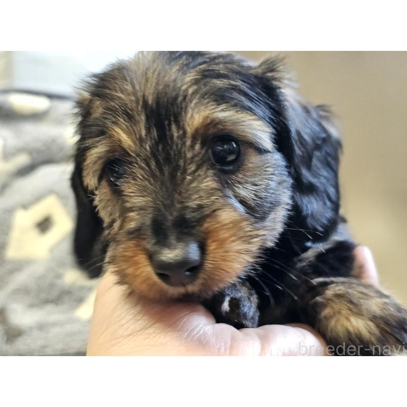 販売中の愛知県のミニチュアダックスフンド(ワイヤーヘアード)-445483の2枚目