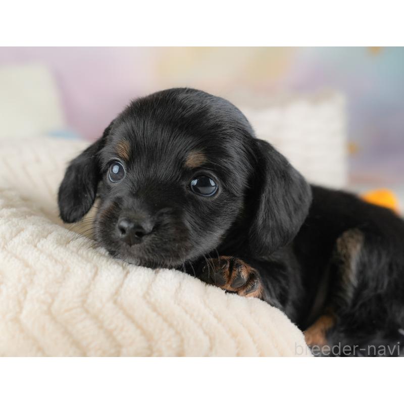 販売中の埼玉県のチワックス:チワワ×ミニチュアダックスフンド-446562の11枚目