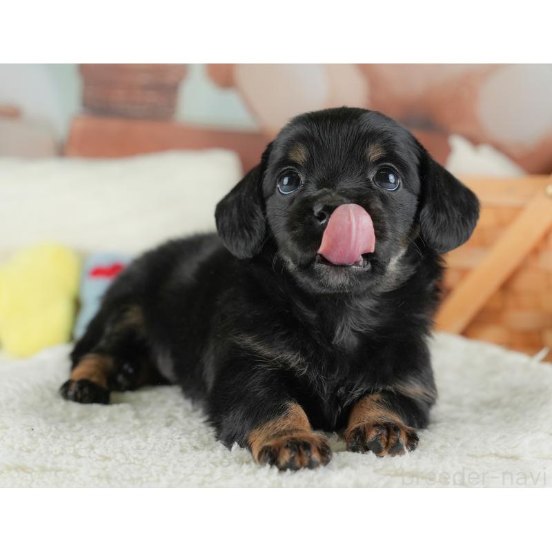 販売中の埼玉県のチワックス:チワワ×ミニチュアダックスフンド-446562の9枚目