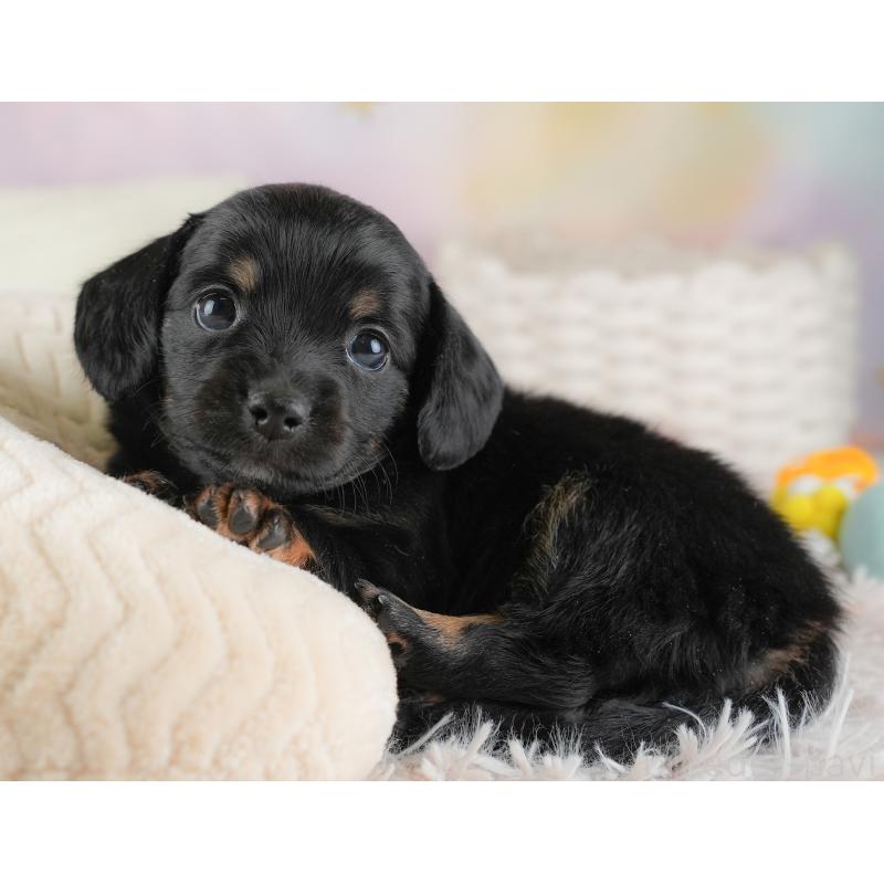 販売中の埼玉県のチワックス:チワワ×ミニチュアダックスフンド-446562の8枚目