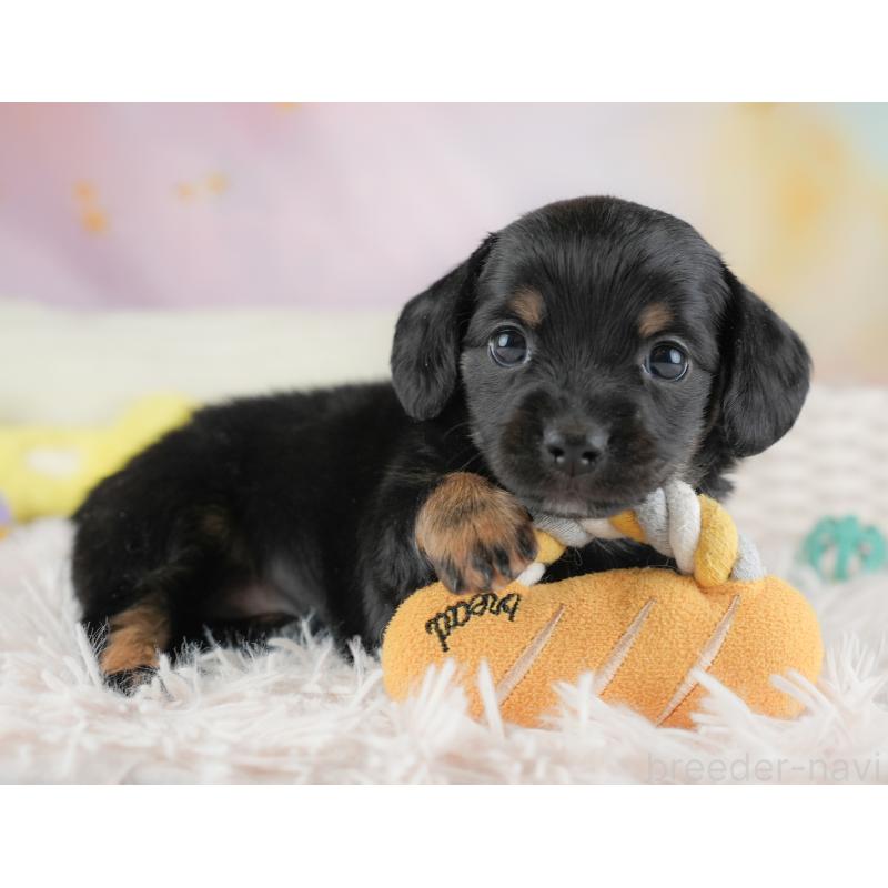 販売中の埼玉県のチワックス:チワワ×ミニチュアダックスフンド-446562の7枚目