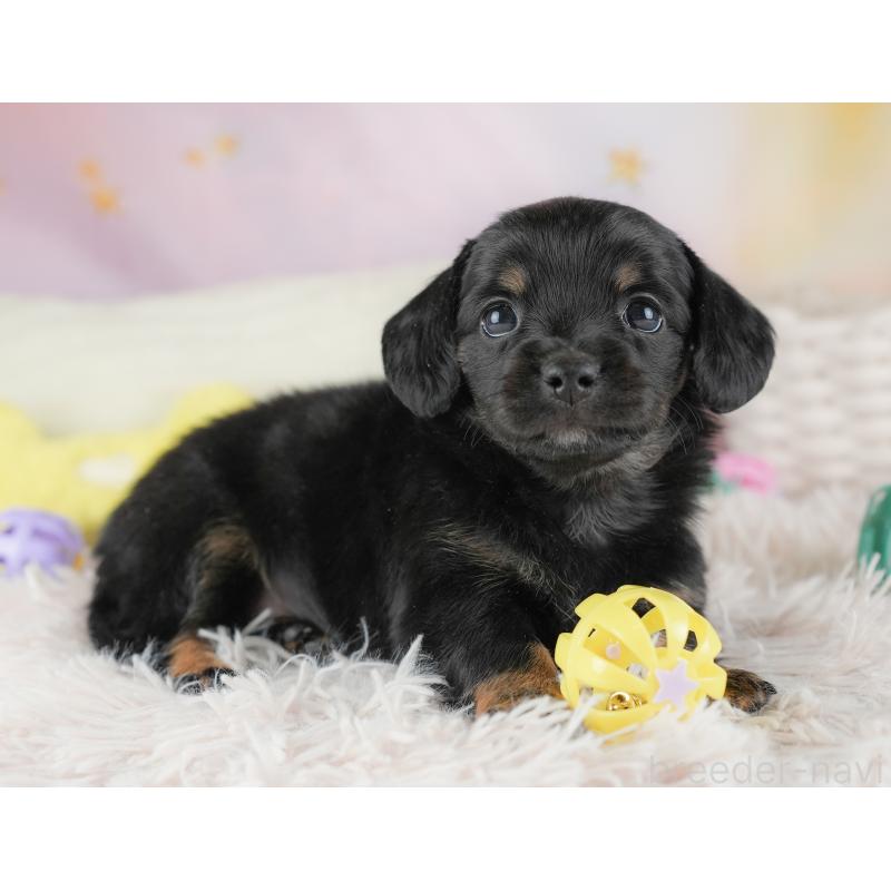 販売中の埼玉県のチワックス:チワワ×ミニチュアダックスフンド-446562の5枚目