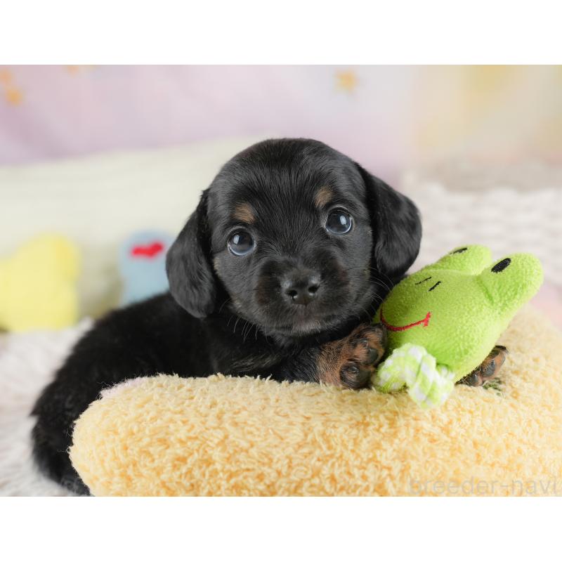 販売中の埼玉県のチワックス:チワワ×ミニチュアダックスフンド-446562の4枚目