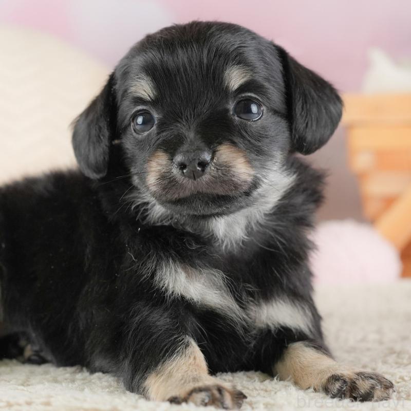 販売中の埼玉県のチワックス:チワワ×ミニチュアダックスフンド-446566