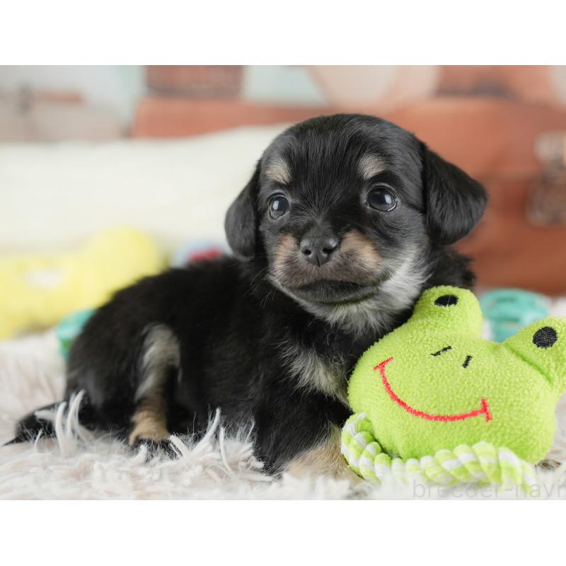 販売中の埼玉県のチワックス:チワワ×ミニチュアダックスフンド-446566の12枚目