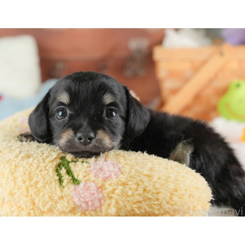 販売中の埼玉県のチワックス:チワワ×ミニチュアダックスフンド-446566の10枚目