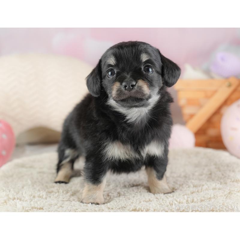 販売中の埼玉県のチワックス:チワワ×ミニチュアダックスフンド-446566の8枚目