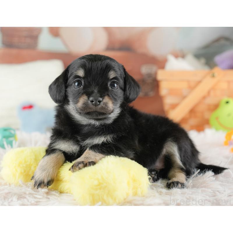 販売中の埼玉県のチワックス:チワワ×ミニチュアダックスフンド-446566の7枚目