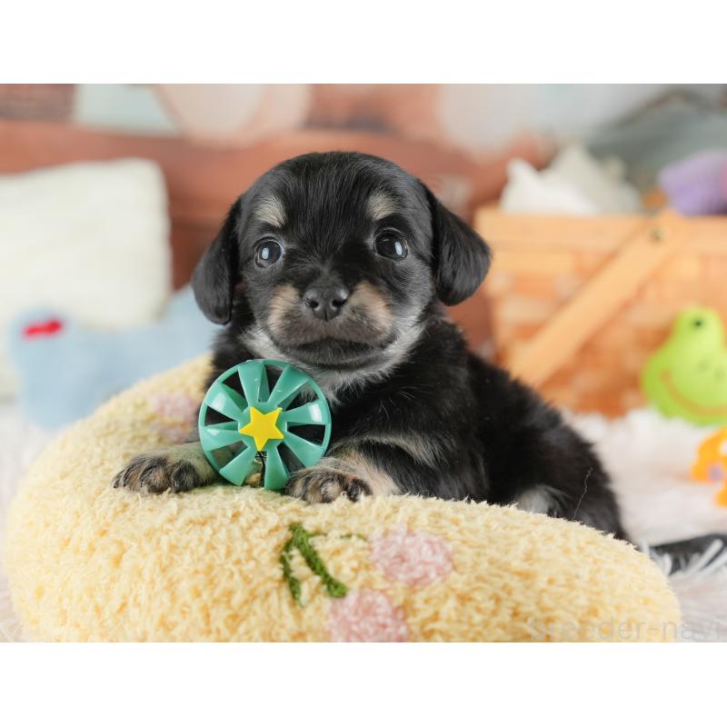 販売中の埼玉県のチワックス:チワワ×ミニチュアダックスフンド-446566の6枚目