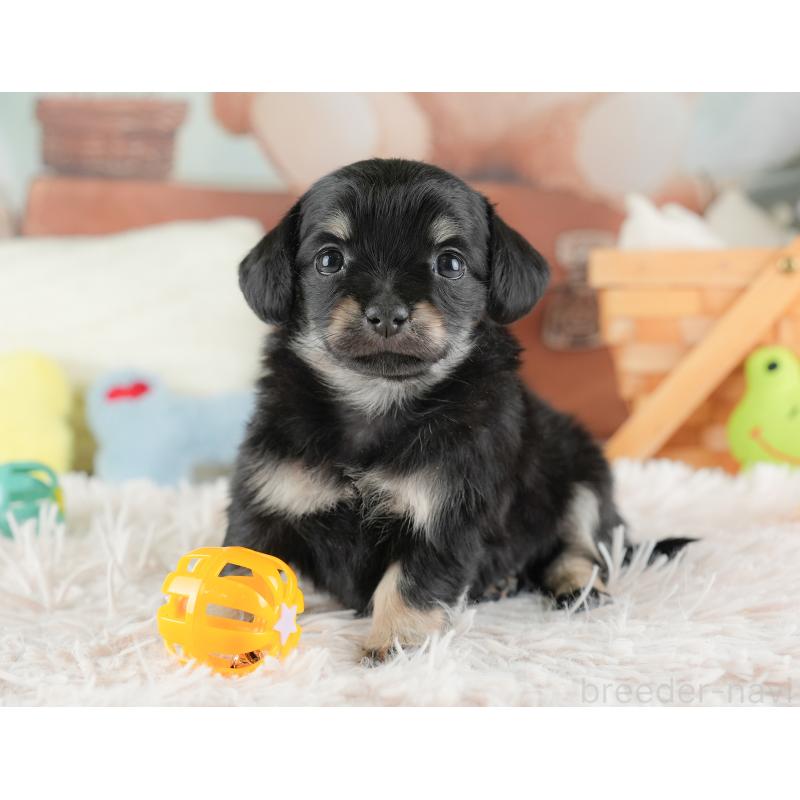 販売中の埼玉県のチワックス:チワワ×ミニチュアダックスフンド-446566の5枚目