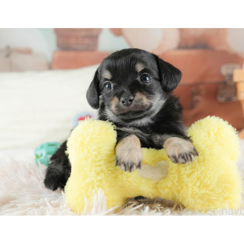 販売中の埼玉県のチワックス:チワワ×ミニチュアダックスフンド-446566の4枚目