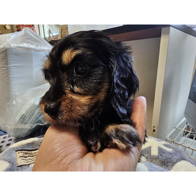 販売中の愛知県のミニチュアダックスフンド(ワイヤーヘアード)-445484の3枚目