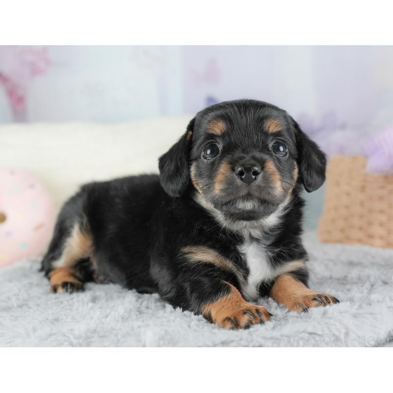 販売中の埼玉県のチワックス:チワワ×ミニチュアダックスフンド-446573の12枚目