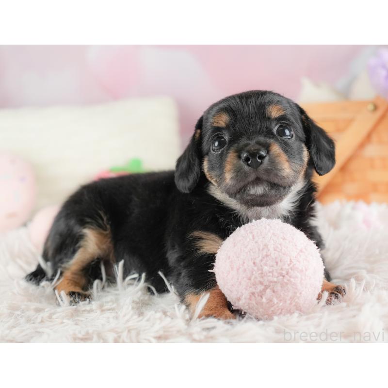 販売中の埼玉県のチワックス:チワワ×ミニチュアダックスフンド-446573の10枚目