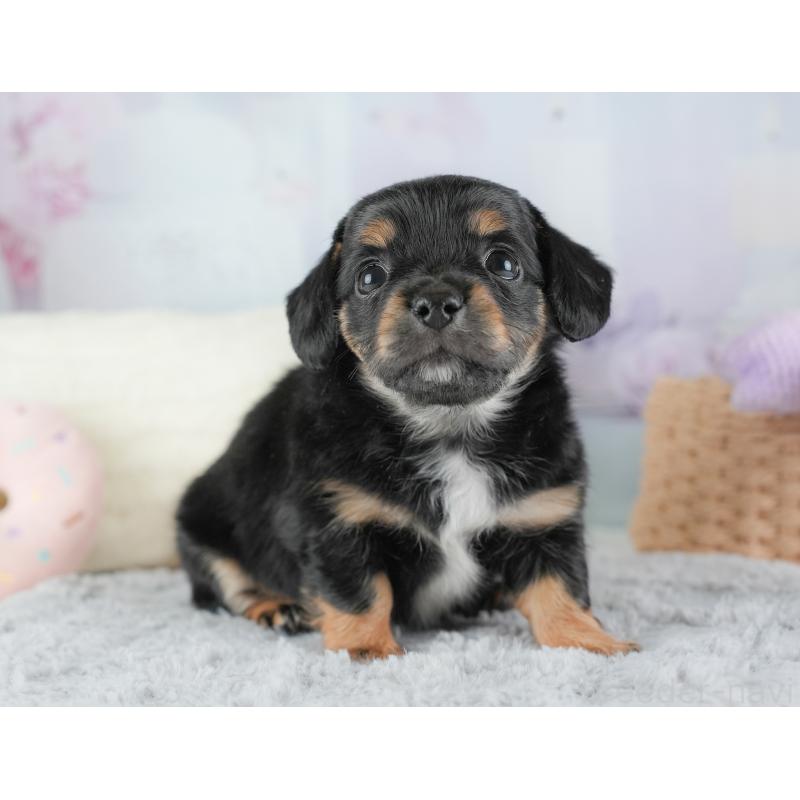 販売中の埼玉県のチワックス:チワワ×ミニチュアダックスフンド-446573の9枚目