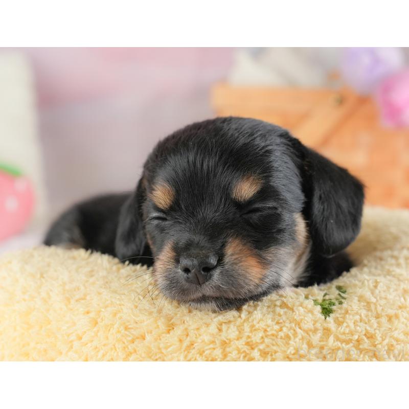 販売中の埼玉県のチワックス:チワワ×ミニチュアダックスフンド-446573の8枚目