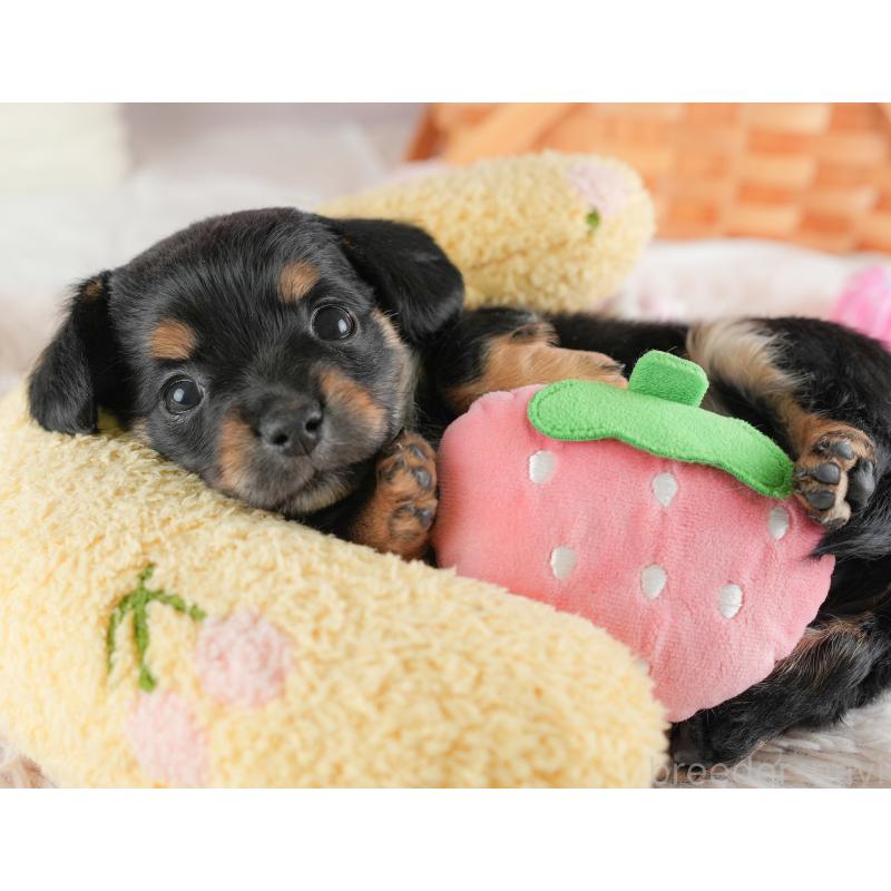 販売中の埼玉県のチワックス:チワワ×ミニチュアダックスフンド-446573の7枚目