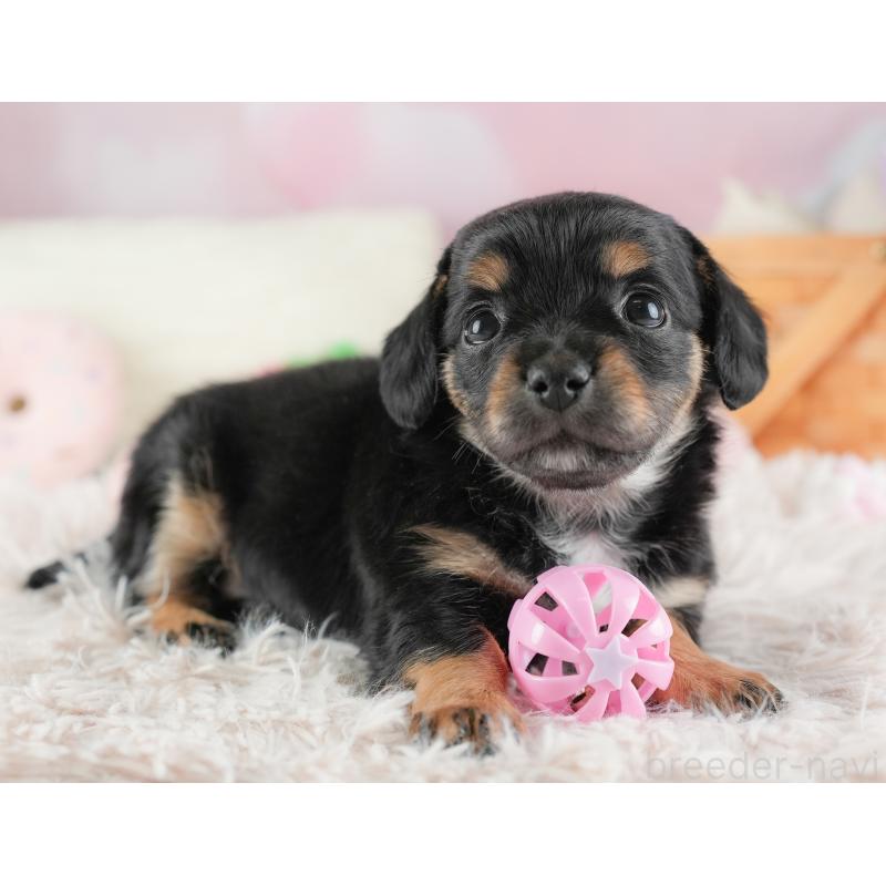 販売中の埼玉県のチワックス:チワワ×ミニチュアダックスフンド-446573の6枚目