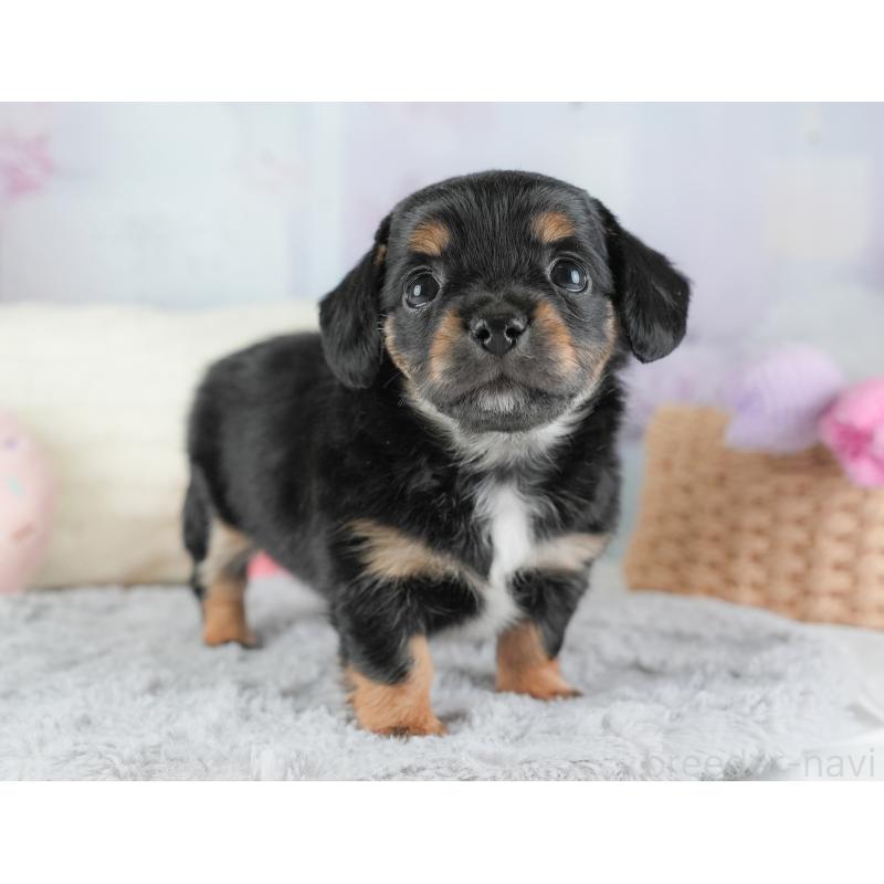 販売中の埼玉県のチワックス:チワワ×ミニチュアダックスフンド-446573の5枚目