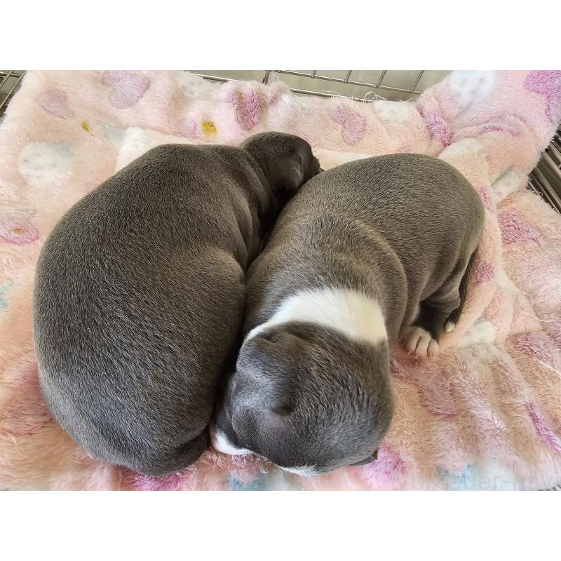 販売中の愛知県のイタリアングレーハウンド(イタグレ)-445485の5枚目