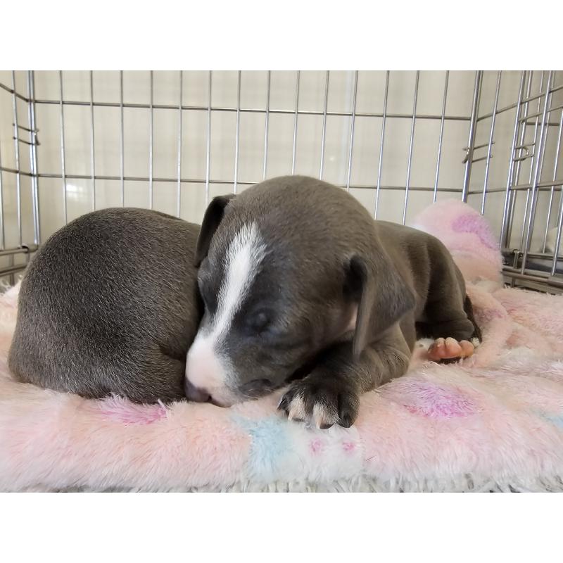 販売中の愛知県のイタリアングレーハウンド(イタグレ)-445485の4枚目