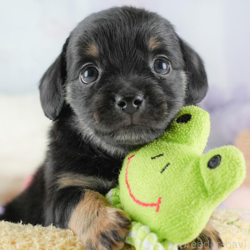 販売中の埼玉県のチワックス:チワワ×ミニチュアダックスフンド-446576