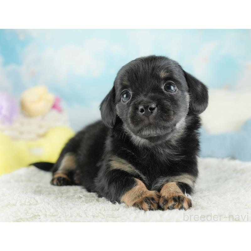 販売中の埼玉県のチワックス:チワワ×ミニチュアダックスフンド-446576の12枚目