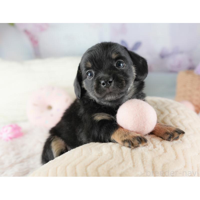 販売中の埼玉県のチワックス:チワワ×ミニチュアダックスフンド-446576の11枚目