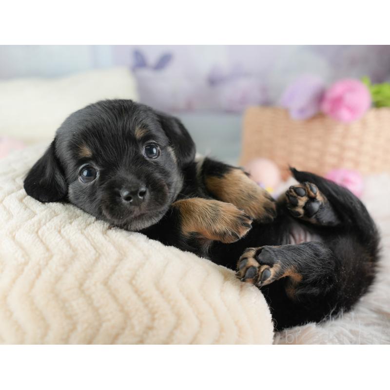 販売中の埼玉県のチワックス:チワワ×ミニチュアダックスフンド-446576の10枚目