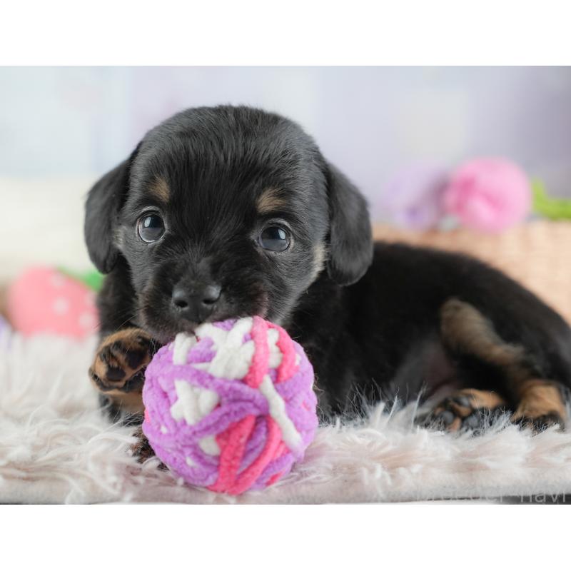 販売中の埼玉県のチワックス:チワワ×ミニチュアダックスフンド-446576の9枚目