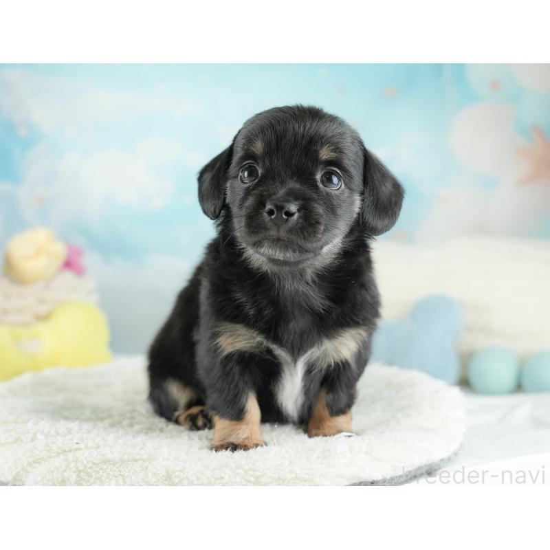 販売中の埼玉県のチワックス:チワワ×ミニチュアダックスフンド-446576の8枚目