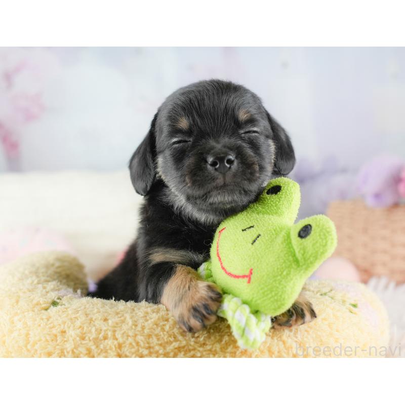 販売中の埼玉県のチワックス:チワワ×ミニチュアダックスフンド-446576の7枚目