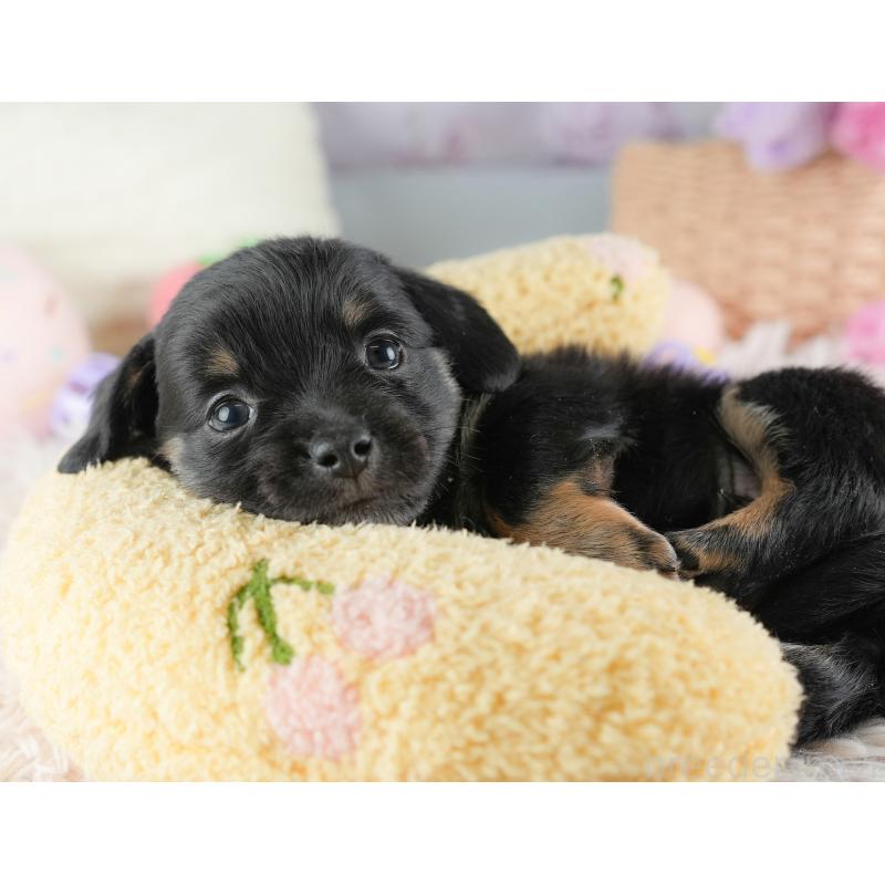 販売中の埼玉県のチワックス:チワワ×ミニチュアダックスフンド-446576の6枚目