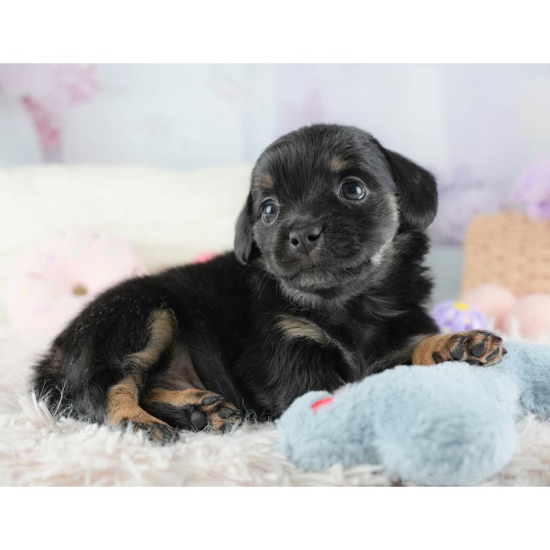 販売中の埼玉県のチワックス:チワワ×ミニチュアダックスフンド-446576の5枚目