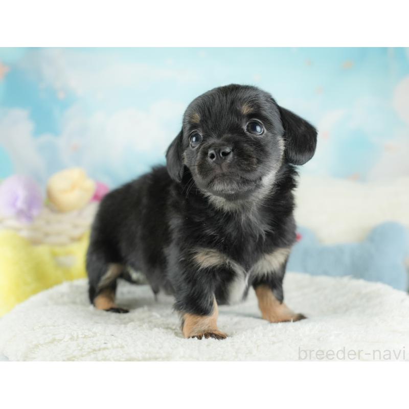 販売中の埼玉県のチワックス:チワワ×ミニチュアダックスフンド-446576の4枚目