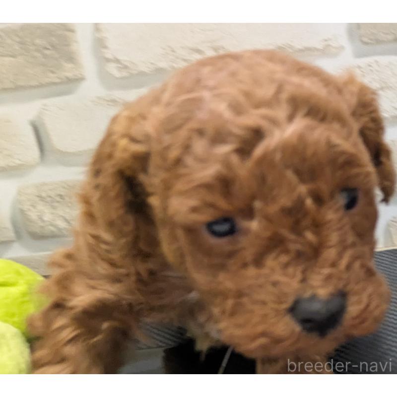 販売中の茨城県のタイニープードル-445486の5枚目