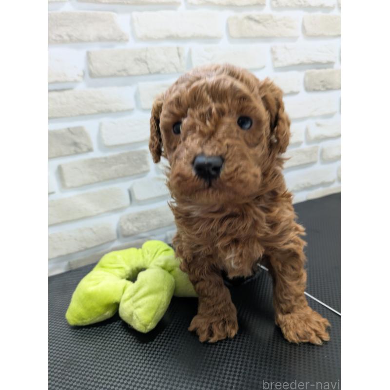 販売中の茨城県のタイニープードル-445486の4枚目