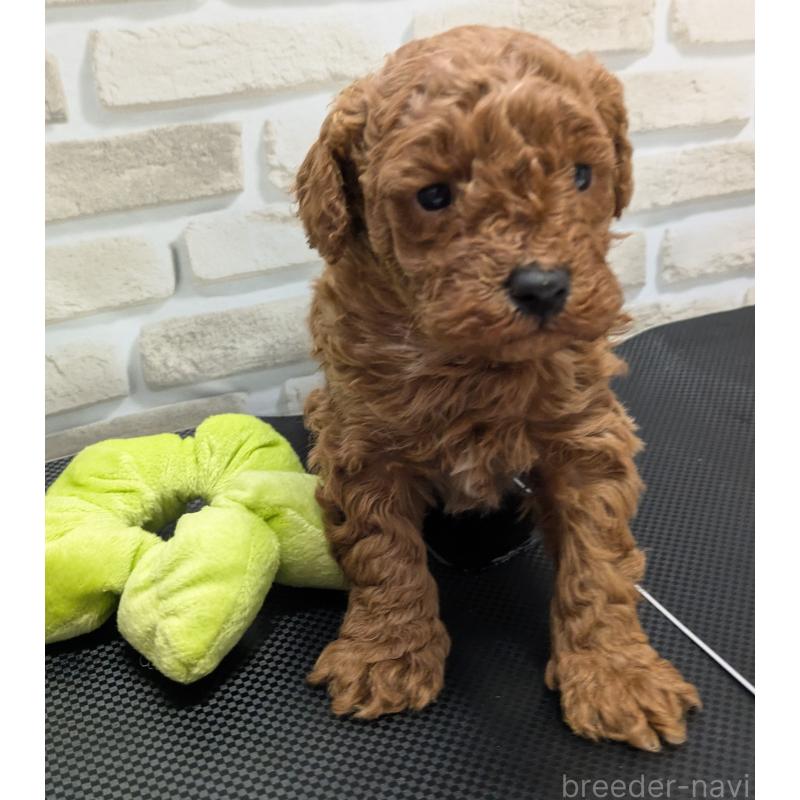 販売中の茨城県のタイニープードル-445486の3枚目