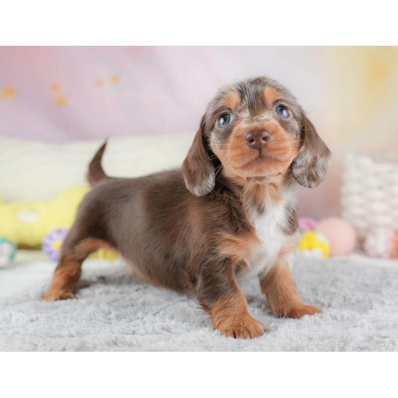 販売中の埼玉県のミニチュアダックスフンド(ロングヘアード)-446345の12枚目